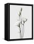 Lisianthus White-Design Fabrikken-Framed Stretched Canvas