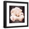 Lisianthus-Christine Zalewski-Framed Art Print