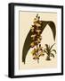 Lissochilus Krebsii Var. Purpuratus-John Nugent Fitch-Framed Giclee Print