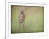 Listening Ears White Tailed Fawn-Jai Johnson-Framed Giclee Print