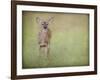 Listening Ears White Tailed Fawn-Jai Johnson-Framed Giclee Print