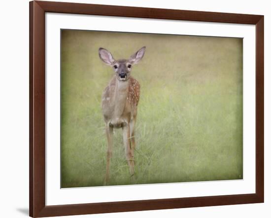 Listening Ears White Tailed Fawn-Jai Johnson-Framed Giclee Print