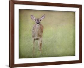 Listening Ears White Tailed Fawn-Jai Johnson-Framed Giclee Print