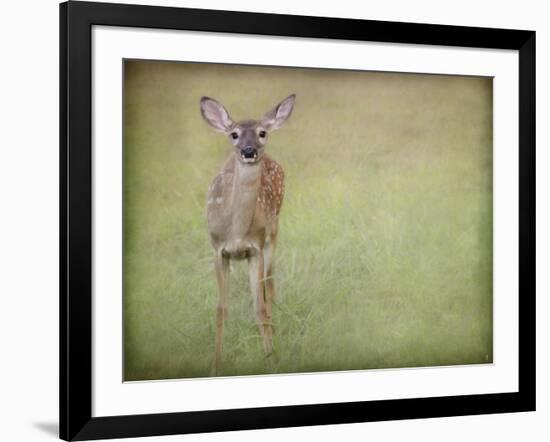 Listening Ears White Tailed Fawn-Jai Johnson-Framed Giclee Print