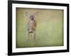 Listening Ears White Tailed Fawn-Jai Johnson-Framed Giclee Print