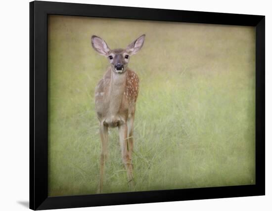 Listening Ears White Tailed Fawn-Jai Johnson-Framed Giclee Print