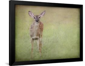 Listening Ears White Tailed Fawn-Jai Johnson-Framed Giclee Print