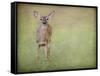 Listening Ears White Tailed Fawn-Jai Johnson-Framed Stretched Canvas