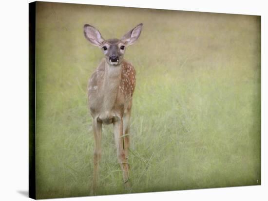 Listening Ears White Tailed Fawn-Jai Johnson-Stretched Canvas