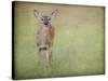 Listening Ears White Tailed Fawn-Jai Johnson-Stretched Canvas