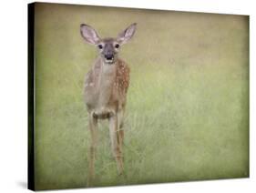 Listening Ears White Tailed Fawn-Jai Johnson-Stretched Canvas