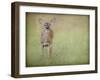 Listening Ears White Tailed Fawn-Jai Johnson-Framed Giclee Print