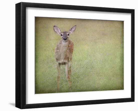 Listening Ears White Tailed Fawn-Jai Johnson-Framed Giclee Print