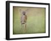 Listening Ears White Tailed Fawn-Jai Johnson-Framed Giclee Print