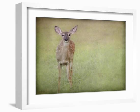 Listening Ears White Tailed Fawn-Jai Johnson-Framed Giclee Print