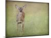 Listening Ears White Tailed Fawn-Jai Johnson-Mounted Giclee Print