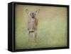 Listening Ears White Tailed Fawn-Jai Johnson-Framed Stretched Canvas