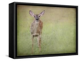 Listening Ears White Tailed Fawn-Jai Johnson-Framed Stretched Canvas