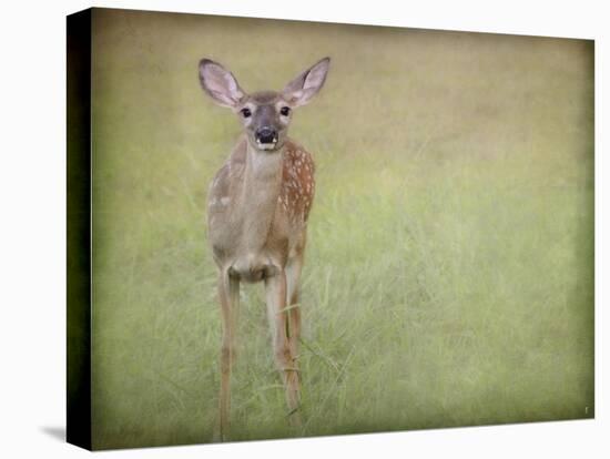 Listening Ears White Tailed Fawn-Jai Johnson-Stretched Canvas