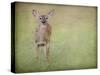 Listening Ears White Tailed Fawn-Jai Johnson-Stretched Canvas