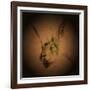 Listening Hare-Tim Kahane-Framed Photographic Print