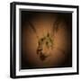 Listening Hare-Tim Kahane-Framed Photographic Print