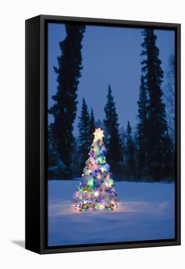 Lit Christmas Tree In Snow Outside During Winter At Twilight In Fairbanks, Alaska-Design Pics-Framed Stretched Canvas