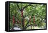 Litchi Bay Walkway and Park, Guangzhou, China-Stuart Westmorland-Framed Stretched Canvas