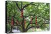 Litchi Bay Walkway and Park, Guangzhou, China-Stuart Westmorland-Stretched Canvas