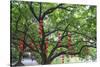 Litchi Bay Walkway and Park, Guangzhou, China-Stuart Westmorland-Stretched Canvas