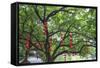 Litchi Bay Walkway and Park, Guangzhou, China-Stuart Westmorland-Framed Stretched Canvas