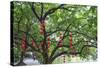 Litchi Bay Walkway and Park, Guangzhou, China-Stuart Westmorland-Stretched Canvas