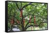 Litchi Bay Walkway and Park, Guangzhou, China-Stuart Westmorland-Framed Stretched Canvas