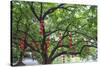 Litchi Bay Walkway and Park, Guangzhou, China-Stuart Westmorland-Stretched Canvas