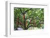 Litchi Bay Walkway and Park, Guangzhou, China-Stuart Westmorland-Framed Photographic Print