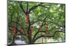 Litchi Bay Walkway and Park, Guangzhou, China-Stuart Westmorland-Mounted Photographic Print