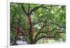 Litchi Bay Walkway and Park, Guangzhou, China-Stuart Westmorland-Framed Photographic Print