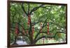 Litchi Bay Walkway and Park, Guangzhou, China-Stuart Westmorland-Framed Photographic Print