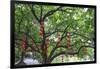 Litchi Bay Walkway and Park, Guangzhou, China-Stuart Westmorland-Framed Photographic Print