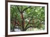 Litchi Bay Walkway and Park, Guangzhou, China-Stuart Westmorland-Framed Photographic Print