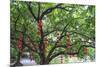 Litchi Bay Walkway and Park, Guangzhou, China-Stuart Westmorland-Mounted Photographic Print