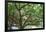 Litchi Bay Walkway and Park, Guangzhou, China-Stuart Westmorland-Framed Photographic Print