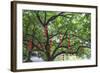 Litchi Bay Walkway and Park, Guangzhou, China-Stuart Westmorland-Framed Photographic Print