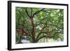 Litchi Bay Walkway and Park, Guangzhou, China-Stuart Westmorland-Framed Photographic Print