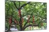 Litchi Bay Walkway and Park, Guangzhou, China-Stuart Westmorland-Mounted Photographic Print