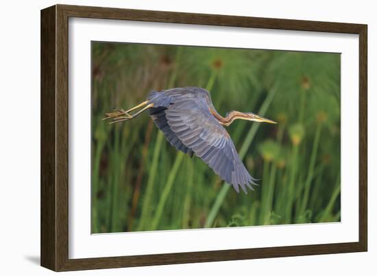 Lithe Flight-Staffan Widstrand-Framed Giclee Print