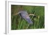 Lithe Flight-Staffan Widstrand-Framed Giclee Print