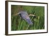 Lithe Flight-Staffan Widstrand-Framed Giclee Print