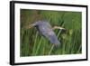 Lithe Flight-Staffan Widstrand-Framed Giclee Print