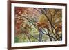 Lithia Park Fall 3-Don Paulson-Framed Giclee Print